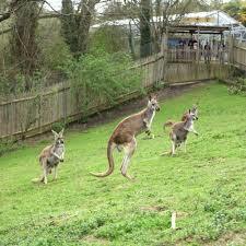 Zoo d'Asson