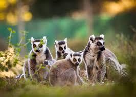 Zoo de Labenne