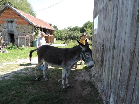 Ferme Chêne de Greletti