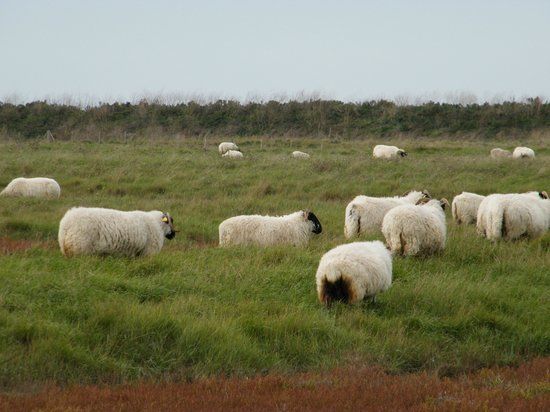 la Réserve Naturelle Nationale de Moëze-Oléron
