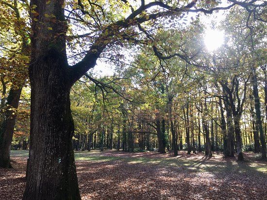 Bois de Saint-Pierre