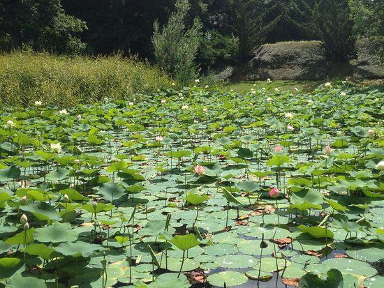 l'Arboretum Al Gaulhia