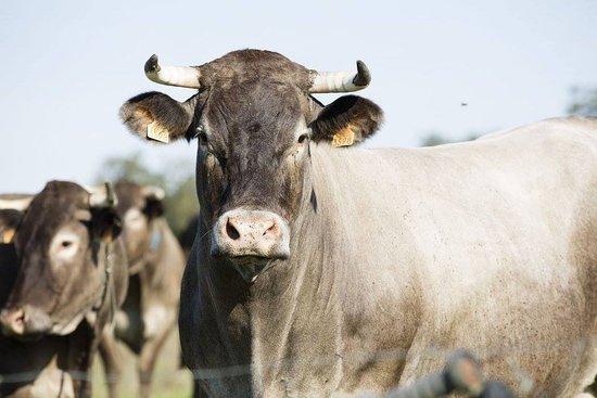 Bisca'boeuf