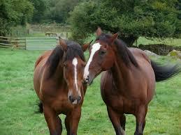 chevaux de la police de Brantome et ses amis