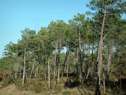 la forêt domaniale de la Coubre
