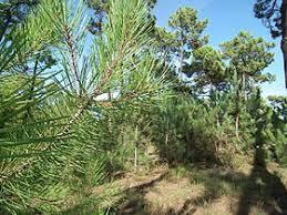 la forêt de Saint-Trojan
