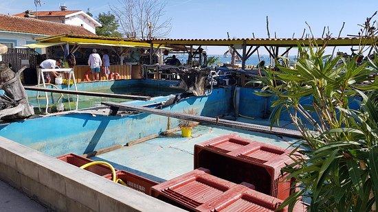Huitres Fines Du Cap Ferret Serge Castaing