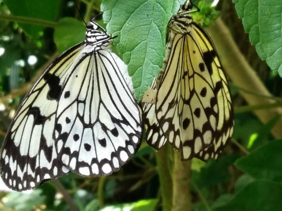Au Paradis du Papillon