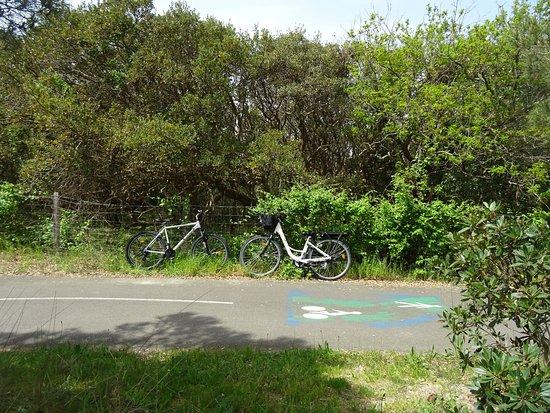 Jerry Bike Rental