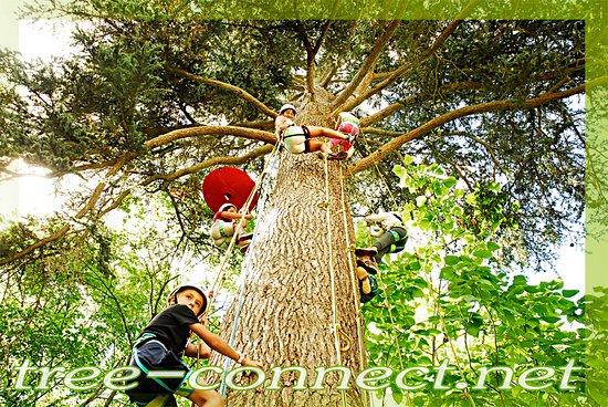 Tree Connect
