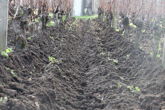 Vignobles Ardouin