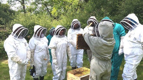 13 sessions de dégustation d'abeilles