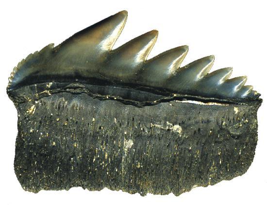 la Réserve Naturelle Géologique de Saucats-La Brède