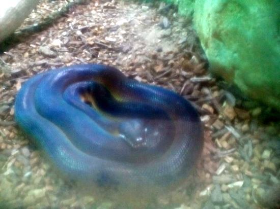 L'Ile aux Serpents