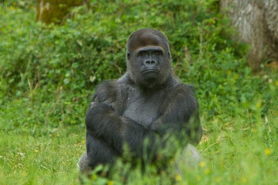 La Vallée des Singes