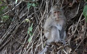 Singe des pins