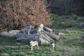 le Parc des Loups de Chabrières