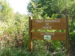 forêt d'Horte