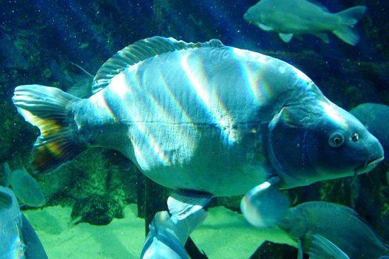 l'Aquarium de Pescalis